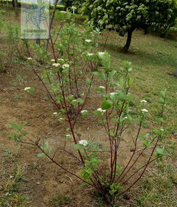 四棱草的功效与作用、四棱草的功效是什么