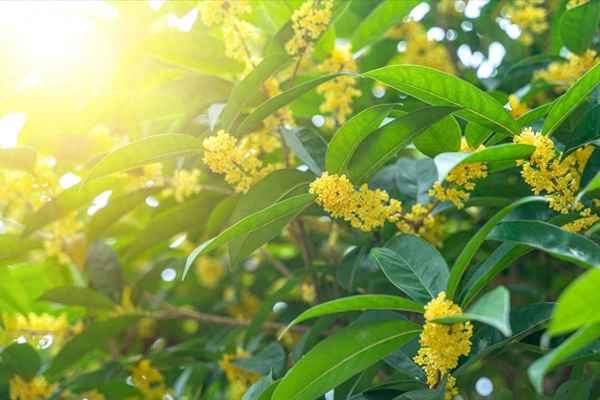 桂花糖怎么制作方法_制作桂花糖