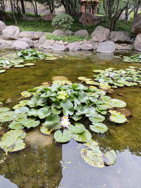 未见此花 与心同寂—你未看到此花时 此花与你共沉于寂