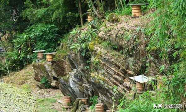 家里有蜂子来什么征兆、家里面有蜂子怎么办