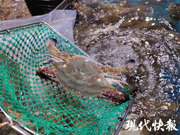 清蒸梭子蟹的正確做法視頻、梭子蟹清蒸做法