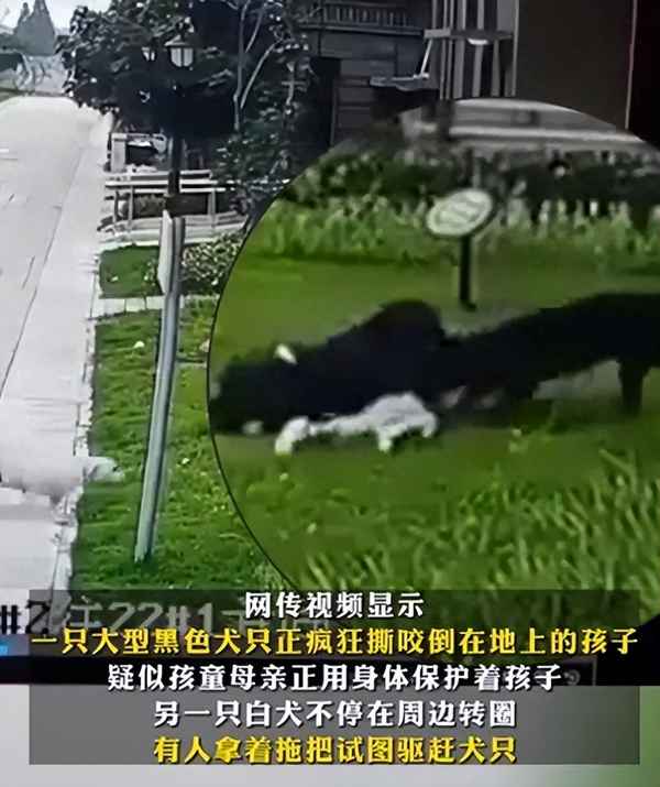 小区狗追人找谁处理(小区里狗追人可以举报吗)