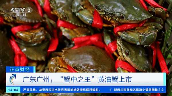 膏蟹和青蟹是一种蟹吗_膏蟹和青蟹哪个好吃