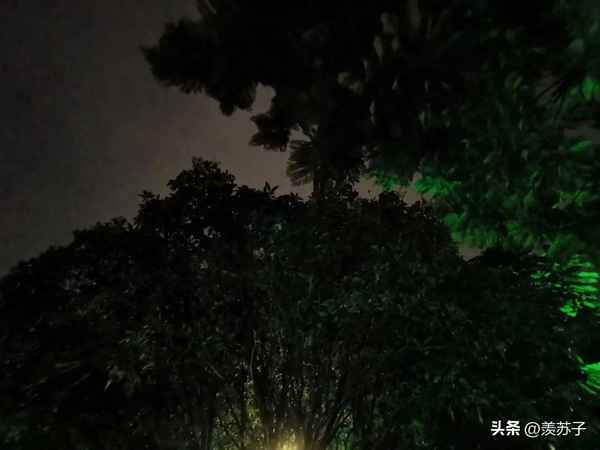去年的樹讀后感15字怎么寫-去年的樹讀后感一百字