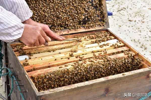 3脾蜂2月能发展到多少;一脾蜂一个月繁殖多少