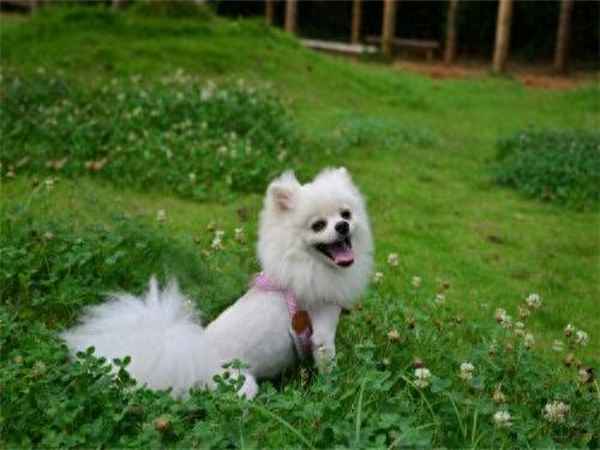 大风吹呀吹我的骄傲放纵(大风吹呀吹吹乱我心扉)