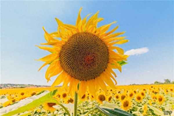 一日看尽长安花潦倒新停浊酒杯,一日看尽长安花的读音