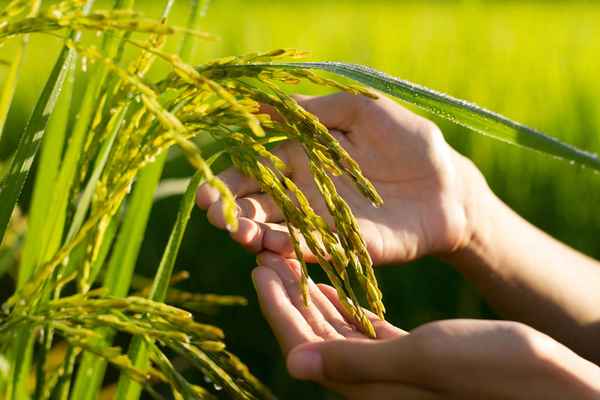 中国粮食第一股票、公司被誉为中国粮食第一股