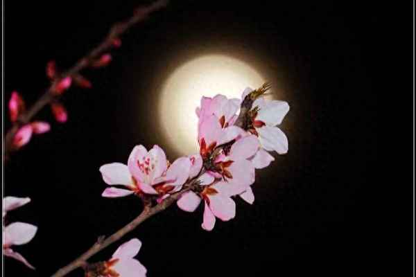 今夜偏知春气暖是什么意思、今夜偏知春气暖的下一句诗是什么