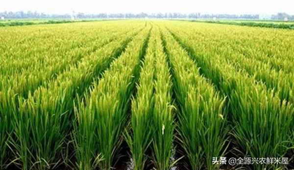雜交水稻主要產地(雜交水稻在哪個省)