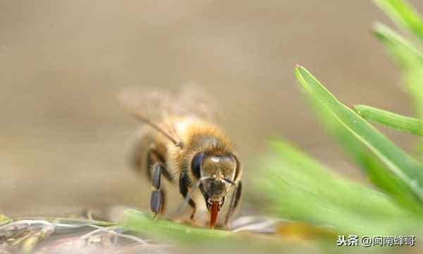 蜜蜂在家的行为特点、蜜蜂在家住