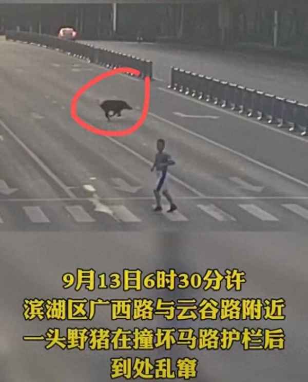 合肥市区惊现野猪、合肥野猪林公司