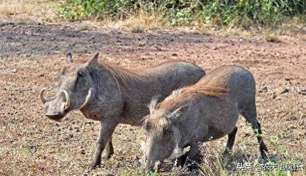 如果在野外遇到野猪怎么办,户外遇到野猪