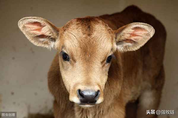 给牛断奶什么方法最好-给牛戒奶最好的办法