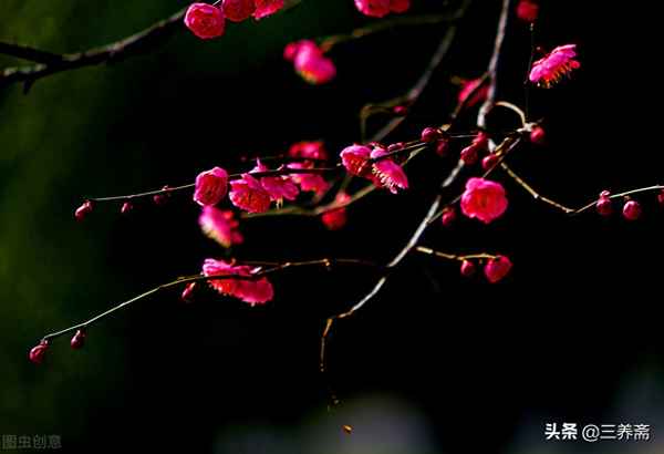 本是后山人,偶做前堂客全文,本是后山人,偶做前堂客全文出处