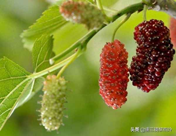 自制桑葚酒的功效,自制桑葚酒的做法大全