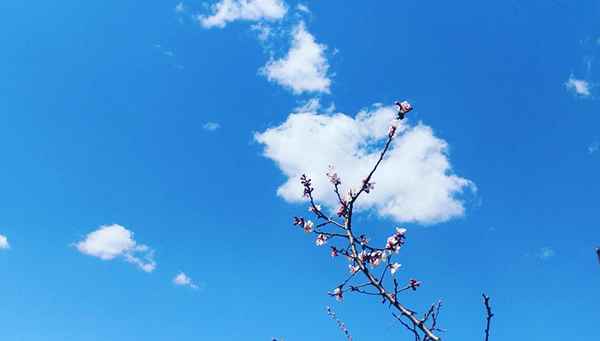 一枝<font color=red>红杏</font>阅读理解参考答案;一枝<font color=red>红杏</font>的上一句是什么