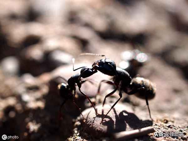 杀蜜蜂用什么药好,杀蜜蜂用什么药好一点