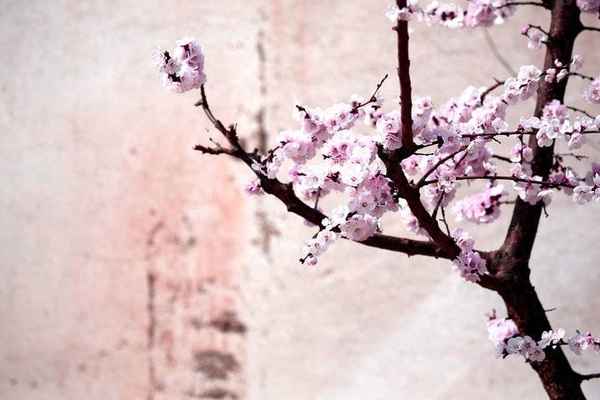 人间有味是清欢汪曾祺—人间有味是清欢汪曾祺出版社