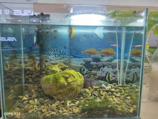 安工魚怎么燒好吃;魚怎樣燒