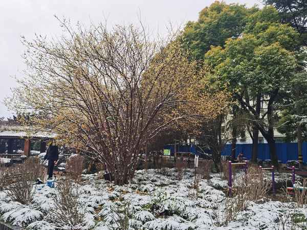 梅花精神内涵是什么(梅花精神象征着什么)