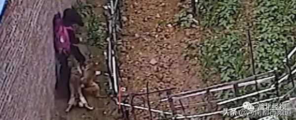 河南狗咬小孩视频事件视频—河南恶狗咬小孩