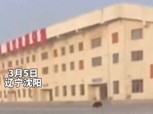 一群猪人闯进学校-一群野猪闯进学校