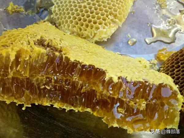 蜂蜜的圖片大全大圖_蜜蜂的圖片大全大圖