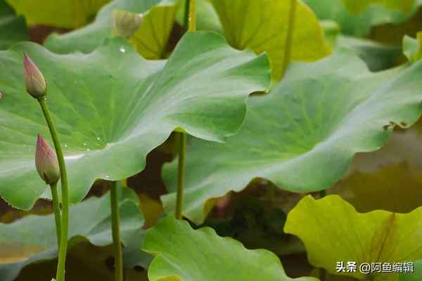 教育研究課題;教育教學(xué)課題研究題目