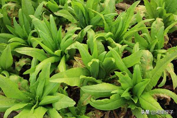 像萵筍葉子一樣的菜叫什么,這種菜長(cháng)的像萵苣葉, 營(yíng)養豐富抗癌作用也不錯