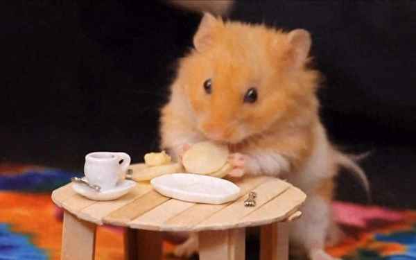 兔子仓鼠天然燕麦片_仓鼠吃燕麦