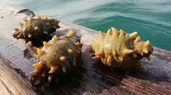 大連本地人吃哪個牌子海參;棒棰島海參和曉芹海參哪一個好
