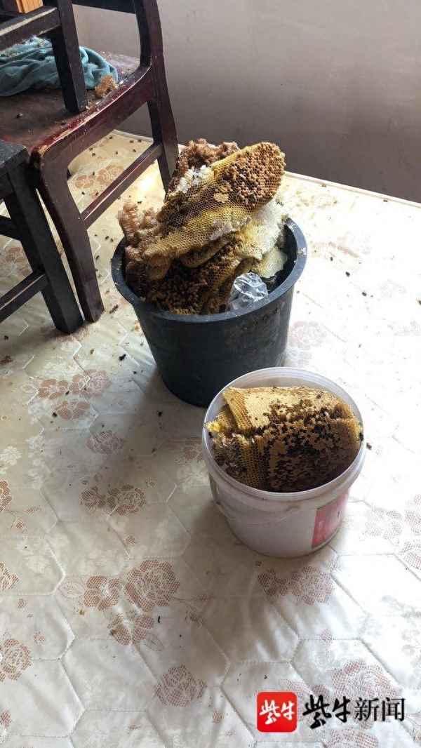 卧室有蜜蜂不敢睡觉咋办-驱赶蜜蜂的最佳办法