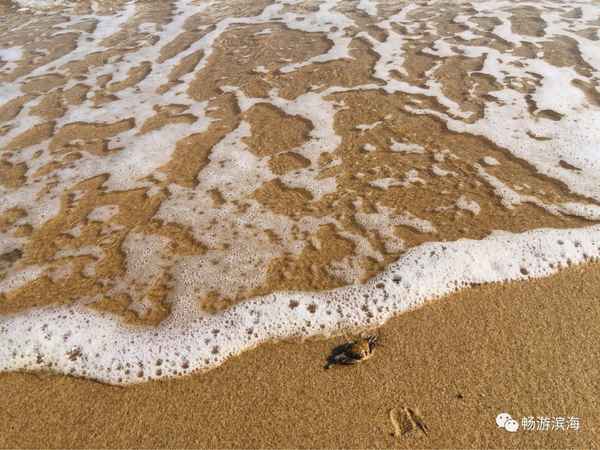 海滩抓螃蟹的技巧_海滩抓螃蟹的技巧图解