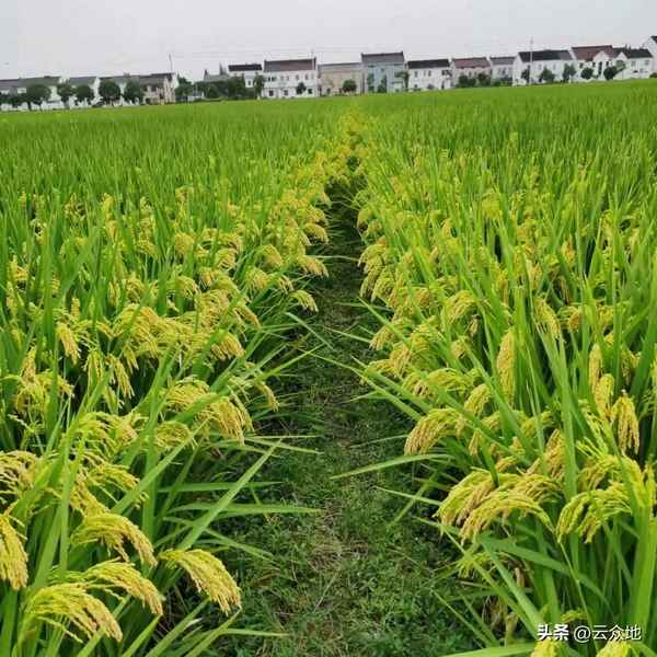 长江中下游高产水稻品种;长江中下游水稻种植业的区位条件