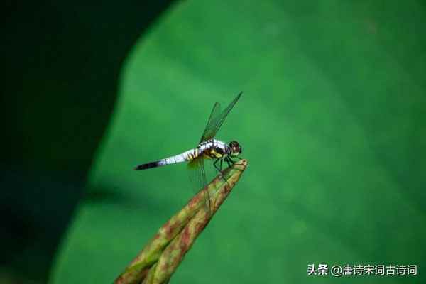 莲叶何田田是什么意思啊(莲叶何田田的意思是说什么)