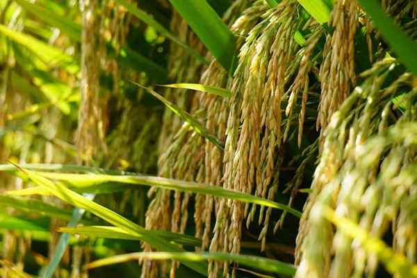 水稻一般亩产多少斤、水稻一般亩产多少斤大米