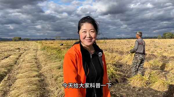 人工收割水稻的步驟,人工收割水稻圖片大全