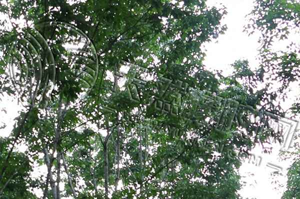 2023橡胶能涨到20000吗;云南橡胶最新报价表