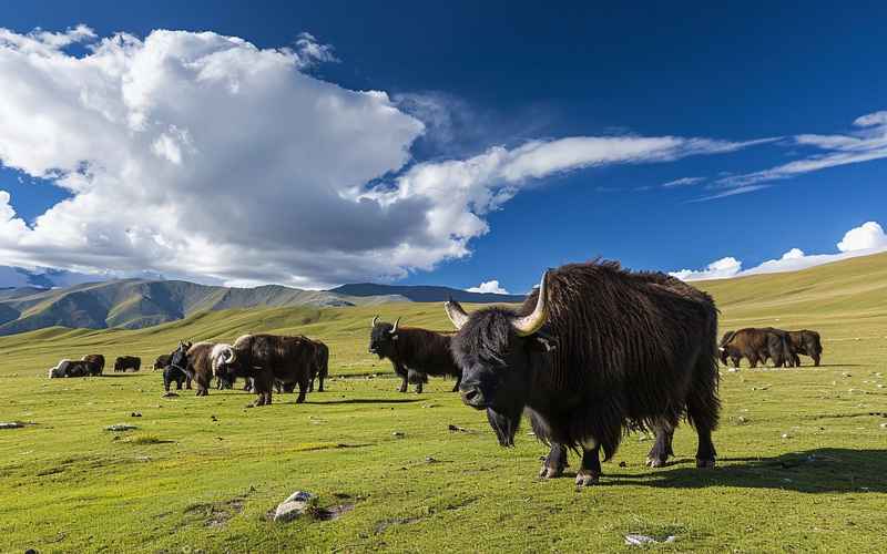 那曲风光与文化深度游 那曲风光与文化深度游