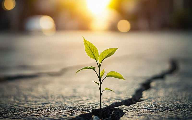 新芽破土:围城之外的暖阳路 新芽破土:围城之外的暖阳路