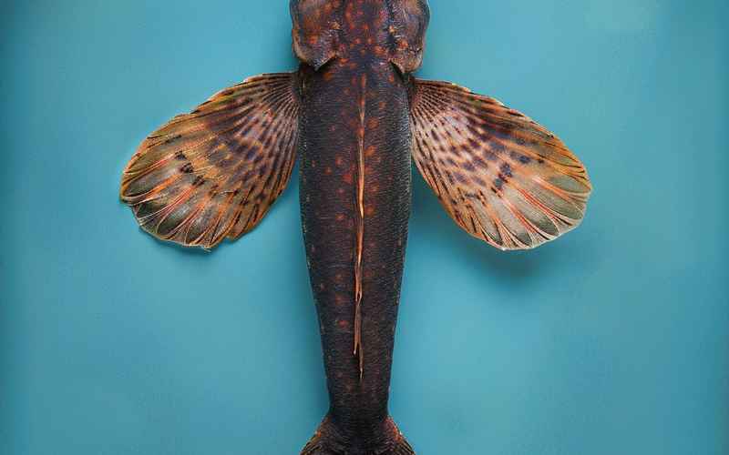 斗鱼江湖情仇录——线上迷局线下较量