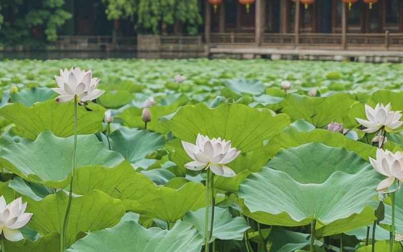 湖州市旅游景点攻略：历史文化与自然风光一体验