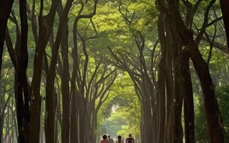 那些年一起走过的林荫道