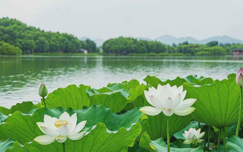 杭州西湖一日游推荐景点