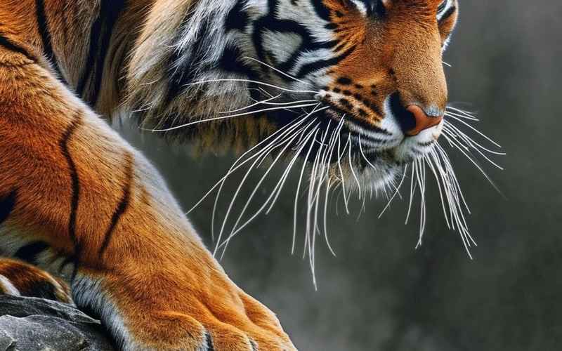 利爪出笼,虎啸山河 利爪出笼,虎啸山河