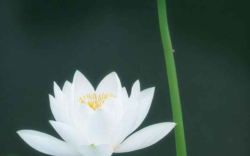 并蒂映流光 并蒂映流光