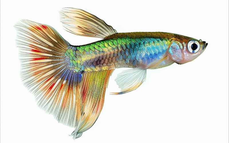 林肯加长汽车—林肯加长汽车报价及图片