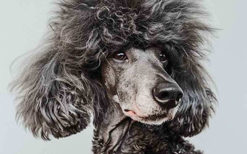 永夜驱魔人·康斯坦丁传奇