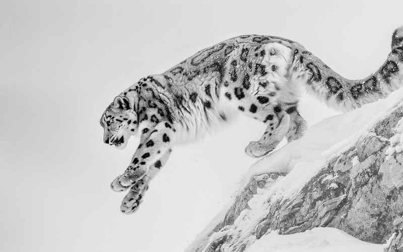 雪豹突击:冰点使命与守护使命的中 雪豹突击:冰点使命与守护使命的中